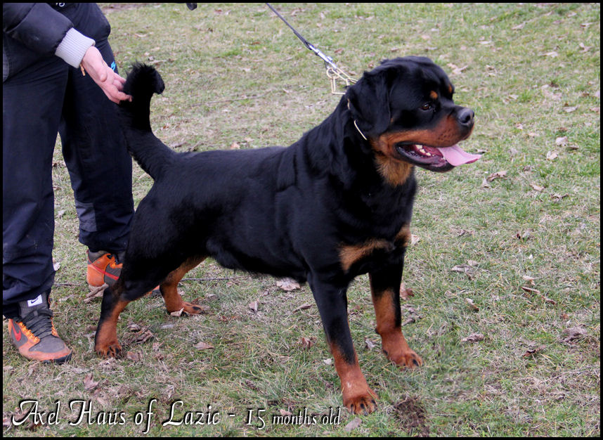 Haus of Lazic rottweilers